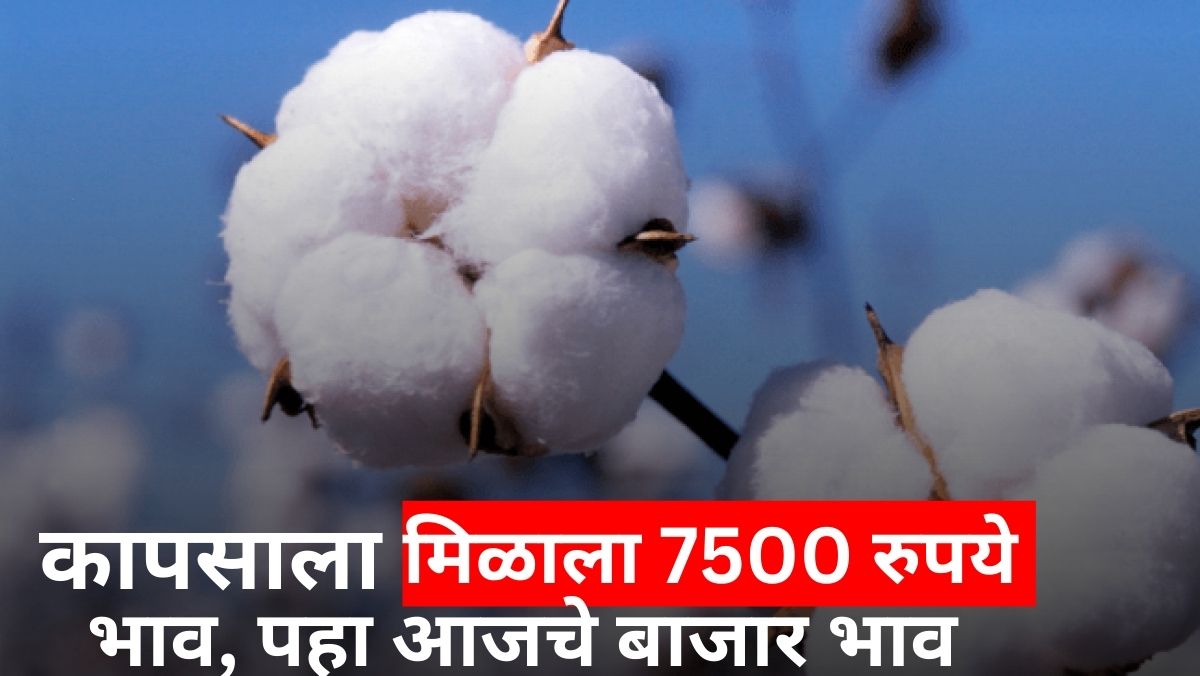 Cotton Price Today