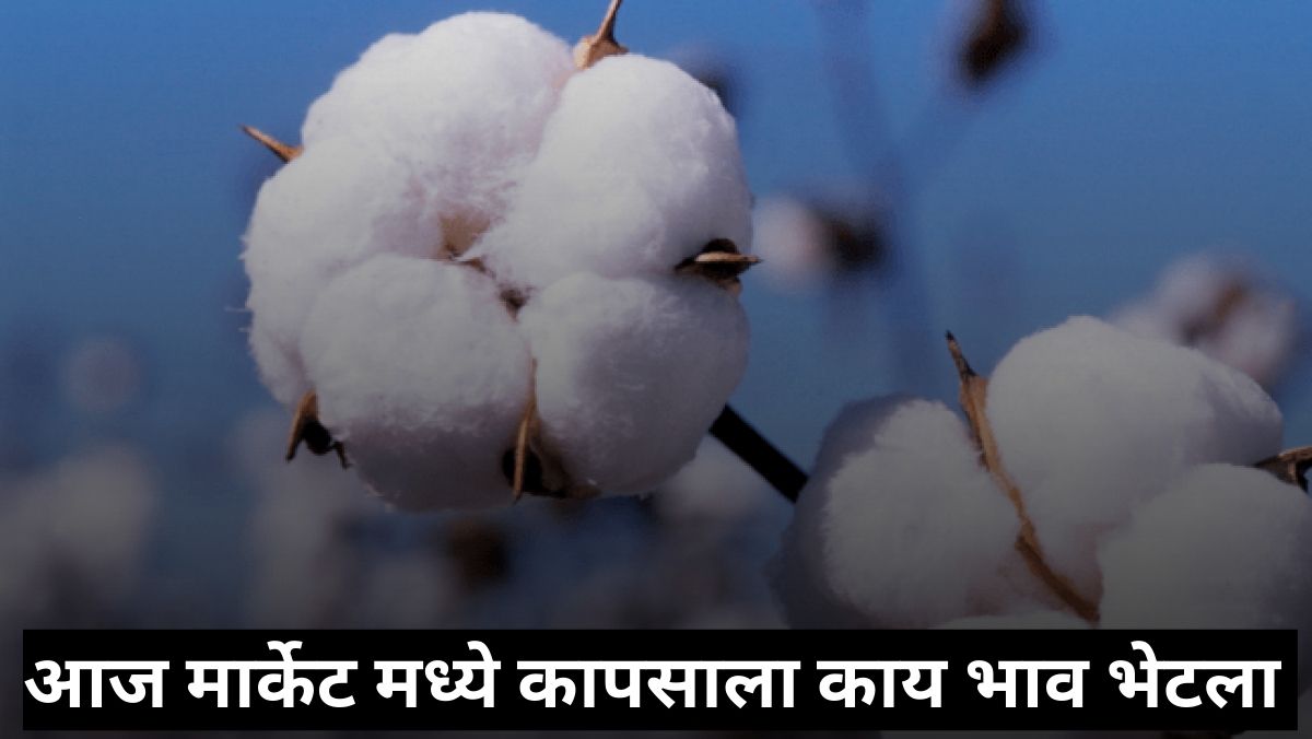 Today Cotton Rate