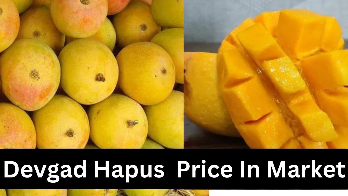 Devgad Hapus Price