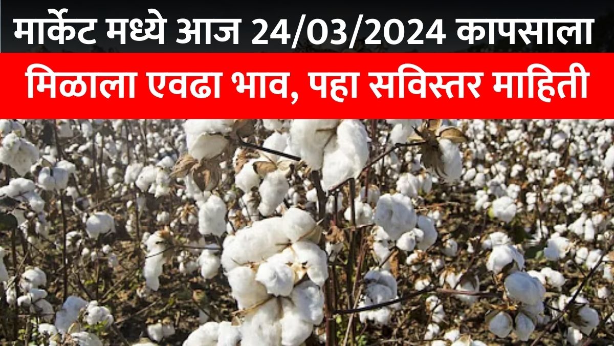 Today Cotton Rate