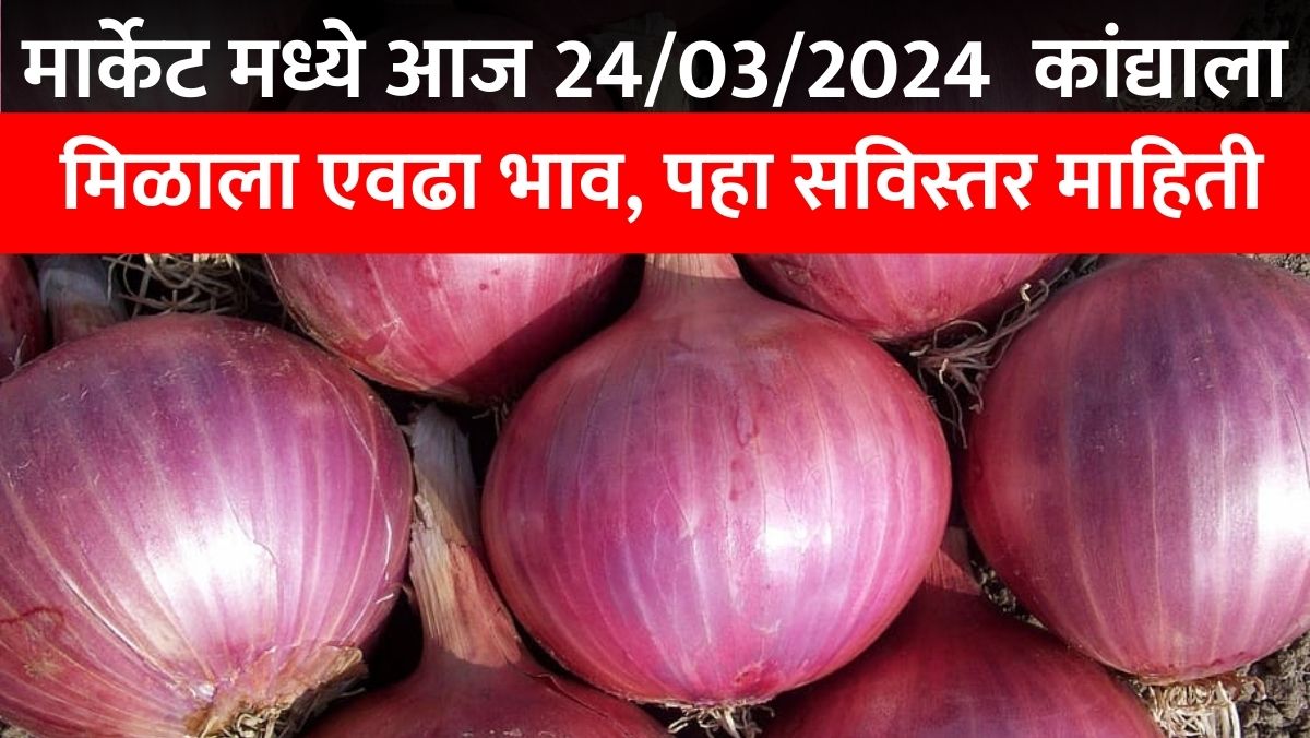 Today Onion Rate